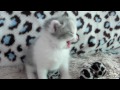 スコティッシュフォールドの子猫/1月23日産まれB♀