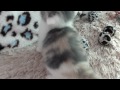 スコティッシュフォールドの子猫/1月23日産まれB♀