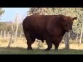 CIALE Alta Toro Malevito - Angus Colorado
