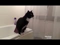 The BEST CATS April