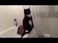 The BEST CATS April