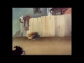 Tom si Jerry - Varul lui Jerry