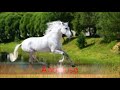 I 71 CAVALLI PIù BELLI- FOR pippo83full!!!!!