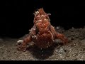 Crimson Frog! | Painted frogfish
