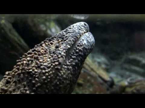 Do salamanders bite?