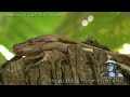 Python vs Opossum 01 - Dangerous Animals