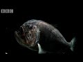 Fangtooth in the Abyss - Blue Planet - BBC wildlife