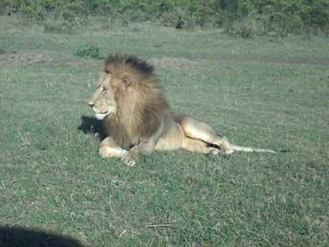 Claudious Tours and Safaris in Masai Mara National Park
