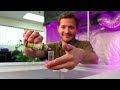 How to Germinate Seeds for Hydroponics | How to Grow Indoor Plants