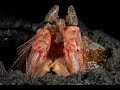 Mantis Shrimp | Mantis Shrimp