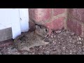 Catching a Baby Screaming Bunny