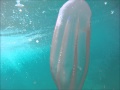 Video of Grand siphonophore Ctenophore et M�duse