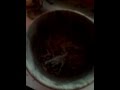 samhain incense Magic Video