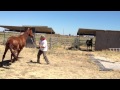Lunging a Pushy & Dangerous Horse- Stopping Pushy Crowding - Rick Gore Horsemanship