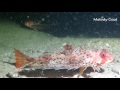 Video of Flying Gurnard Fish 