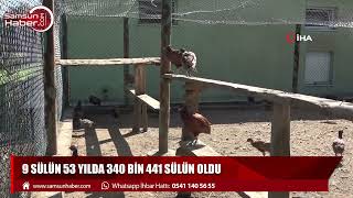 9 sülün 53 yılda 340 bin 441 sülün oldu