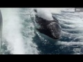Killer whales surprise couple on boat