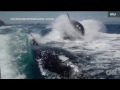 Killer whales surprise couple on boat