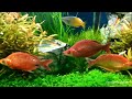 Fertilizing a Planted Aquarium..Greenhouse Aquariums..