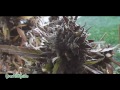 Outdoor Cannabis: Its Harvest Time (Part 1)