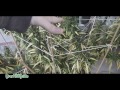Outdoor Cannabis: Its Harvest Time (Part 1)