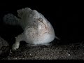 White Hairy Frogfish | Hairy Frogfish