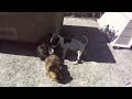 Un cuyo jugando con un perro