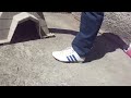 Un cuyo jugando con un perro
