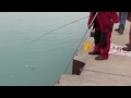 Spring Coho Salmon in Chicago, 2011