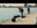 Spring Coho Salmon in Chicago, 2011