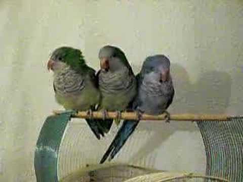 Animales Animales