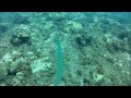 North Shore Oahu SCUBA Diving