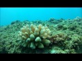 North Shore Oahu SCUBA Diving