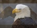 The Eagle