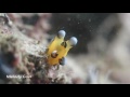 Video of Pikachu Nudibranch