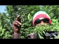 Marlon Asher - Ganja Cowboy Marlon Asher - Ganja Cowboy