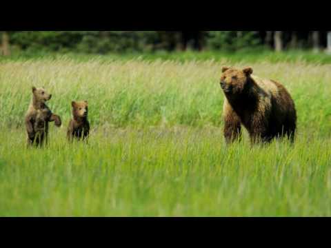 YMT Vacations Grand Alaskan Cruise & Tour