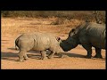 African Wildlife 35 min - South Africa Travel Channel 24