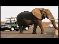 African Wildlife 35 min - South Africa Travel Channel 24