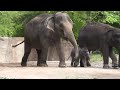 Baby Asian elephant