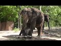 Baby Asian elephant
