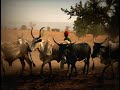 Vacas en el corral.