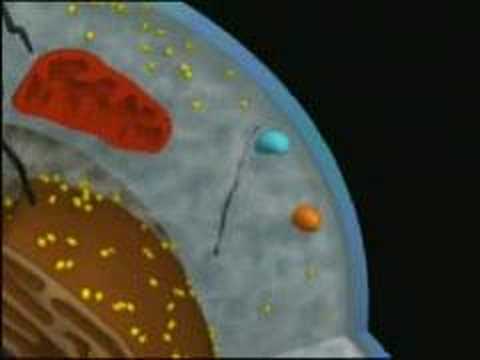 la celula procariota. La Célula Eucariota