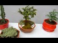 Cuidado de las plantas de la suerte 1