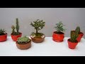 Cuidado de las plantas de la suerte 1