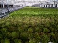 Hydroponics NFT Israel, Urban Farming