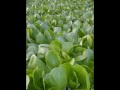 Hydroponics NFT Israel, Urban Farming