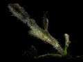 Robust ghost Pipefish in grass | Robust ghost Pipefish 