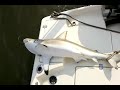 Sharking fishing charleston sc