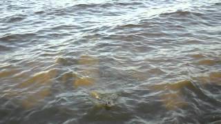 Salton Sea Tilapia Fishing Huge Tilapia Youtube